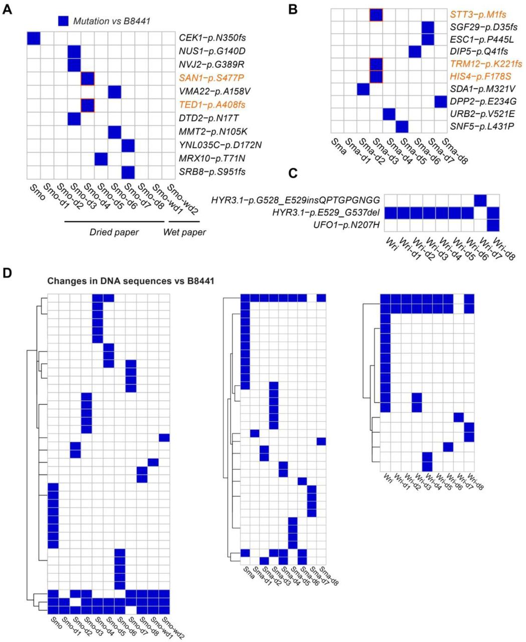 Whole genome sequencing (WGS) analysis of distinct derivative clones reconstituted from filter papers.A-C. Heatmaps show non-synonymous and frameshift mutations in coding genes of original strains and their derivative clones. Orange color highlights potential mechanisms of voriconazole susceptibility. D. Mutations in DNA sequences of derivatives clones compared to their parental strains.