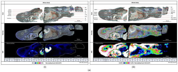 (a). Sagittal sections showing whole-body biodistribution of the lipid formulation of CBD at 1 h (plasma Tmax) (i) Colour scale: 0% to 5%; (ii) Colour scale: 0.02% to 0.2%. (b) Sagittal sections showing whole-body biodistribution of CBD at several timepoints after treatment with (i) the lipid formulation and (ii) the aqueous formulation.