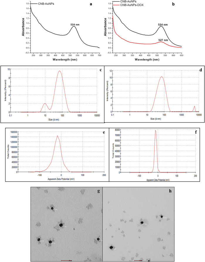 Characterization of CNB-AuNPs (A, C, E, G) and CNB-AuNPs-Dox (B, D, F, H) by UV-Visible spectra, Hydrodynamic diameter, Zeta potential, and Transmission Electron Microscopy, respectively.