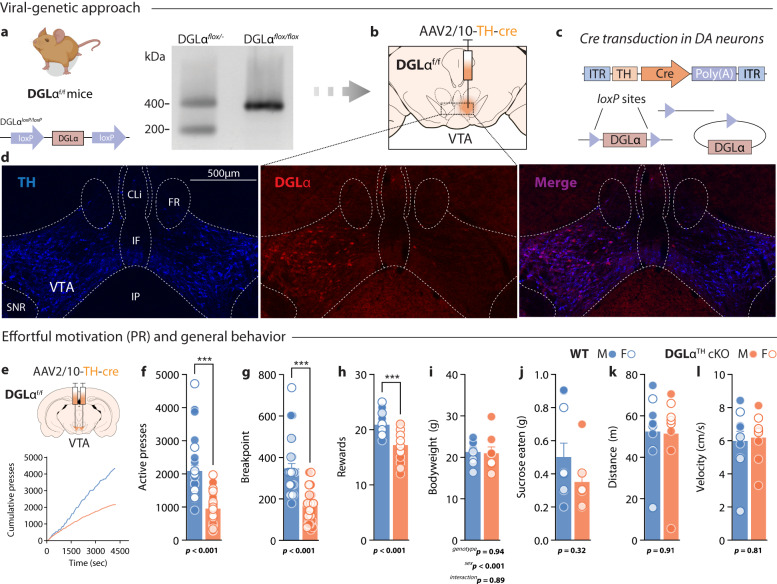 Conditional deletion of DGLα from VTA dopamine neurons in adult animals curtails effortful reward seeking.a Genomic loxp structure surrounding the DGLα (Dagla) gene in DGLαf/f mice. The right panel shows a PCR genotyping blot of DGLαf/- and DGLαf/f mice from genomic tail DNA. The 200-bp band corresponds to the WT allele and the 400-bp band corresponds to the gene-floxed allele. b AAV2/10-TH-cre construct was bilaterally transduced in the VTA of WT and DGLαf/f mice to selectively prevent 2-AG mobilization from dopamine neurons throughout behavioral testing. c When the DGLα-floxed sequence recombines with the Cre cassettes –exclusively expressed by TH+ cells– conditional excision of the Dagla gene from VTA dopamine neurons is achieved. d Midbrain immunohistochemical confocal images showing co-localization of TH and DGLα in VTA dopamine neurons (left hemisphere untransduced) from a DGLαTH cKO animal. DGLα immunoreactivity is prevented after expression of TH-cre in the injected side (right hemisphere). Scale bar, 500 μm. e Schematic representation illustrating viral transduction of VTA dopamine neurons (top panel). Representative cumulative responding during PR for a sucrose pellet reward. Vertical tick marks demarcate reward receipt (bottom panel). f–h DGLα deletion from VTA dopamine neurons results in decreased total active lever presses (two-sided Welch’s t46.8 = 6.26, p = 5·10−4), breaking points (two-sided Mann–Whitney U = 104, p = 1.65·10−9), and rewards earned (two-sided Mann–Whitney U = 98, 6.5·10−10) during PR WT, n = 32 (17 M,15 F); DGLαTH cKO, n = 32 (17 M,15 F). i, j DGLαTH cKO mice displayed similar bodyweight (t16 = 0.18, p = 0.85) and sucrose consumption in a sucrose feeding test (two-sided t16 = 1.07, p = 0.32) [WT, n = 10 (6 M, 4 F); DGLαTH cKO, n = 8 (4 M,4 F)]. k, l Total distance traveled (two-sided t16 = 0.11, p = 0.91) and average velocity in an open field test is not affected by the TH-cre expression (two-sided t16 = 0.24, p = 0.81) [WT, n = 10 (6 M,4 F); DGLαTH cKO, n = 8 (4 M,4 F)]. Data are presented as mean ± SEM. Created with BioRender.com.