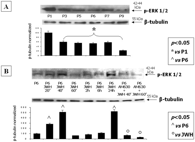 Stimulation of CB2 directly stimulates the ERK2 pathway.(A) Western Blot experiment and the relative quantification for p-ERK2 expression normalized with respect to β-tubulin in total MSC lysates from different passages and (B) after CB2 selective stimulation at multiple time-points. Data show the maximum increase of the protein levels at P1 and after 20-40 minutes and 24 hours from CB2 selective stimulation with the synthetic agonist JWH-133. The minimal p-ERK2 expression is revealed at P6. The CB2 antagonist AM630 significantly counteracts the JWH-induced increase of p-ERK2. Data are represented as a mean ± SD from three different assays. A t-test has been used for statistical analysis. p<0.05 was considered statistically significant.