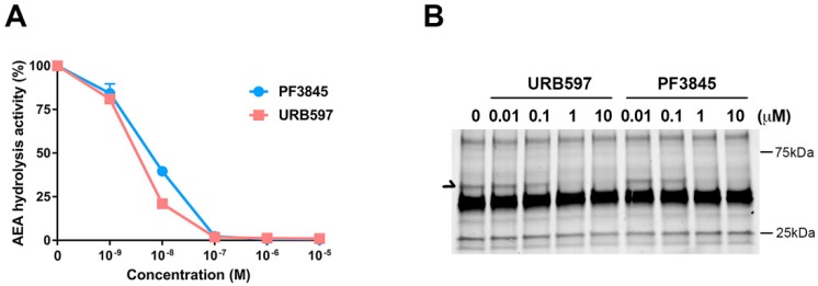 Characterization of the fatty acid amide hydrolase (FAAH) inhibitors URB597 and PF3845. AEA hydrolytic activity in BV2 membrane in the presence of inhibitor was assayed by measuring radioactive ethanolamine production by hydrolysis from [14C]-AEA. The plots for PF3845 dose response as a blue line and URB597 as an orange line are represented as relative activity with means ± S.D. (n = 3) (A). Activity-based protein profiling probe (ABPP), using the FP-TAMRA serine hydrolase probe, was performed in BV2 membrane fraction after treatment with the FAAH inhibitors. Arrow indicates the signal corresponding to FAAH (B).
