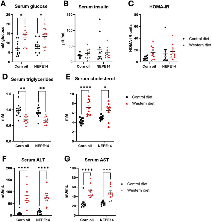 Serum parameters. Blood drawn from mice fasted overnight was used to determine serum glucose (A), insulin (B), HOMA-IR (C), triglycerides (D), cholesterol (E), alanine transaminase (ALT) (F), and aspartate aminotransferase (AST) (G). *, **, ****: P < 0.05, 0.01, 0.0001 for post-hoc comparisons after two-way ANOVA with Tukey’s adjustment.