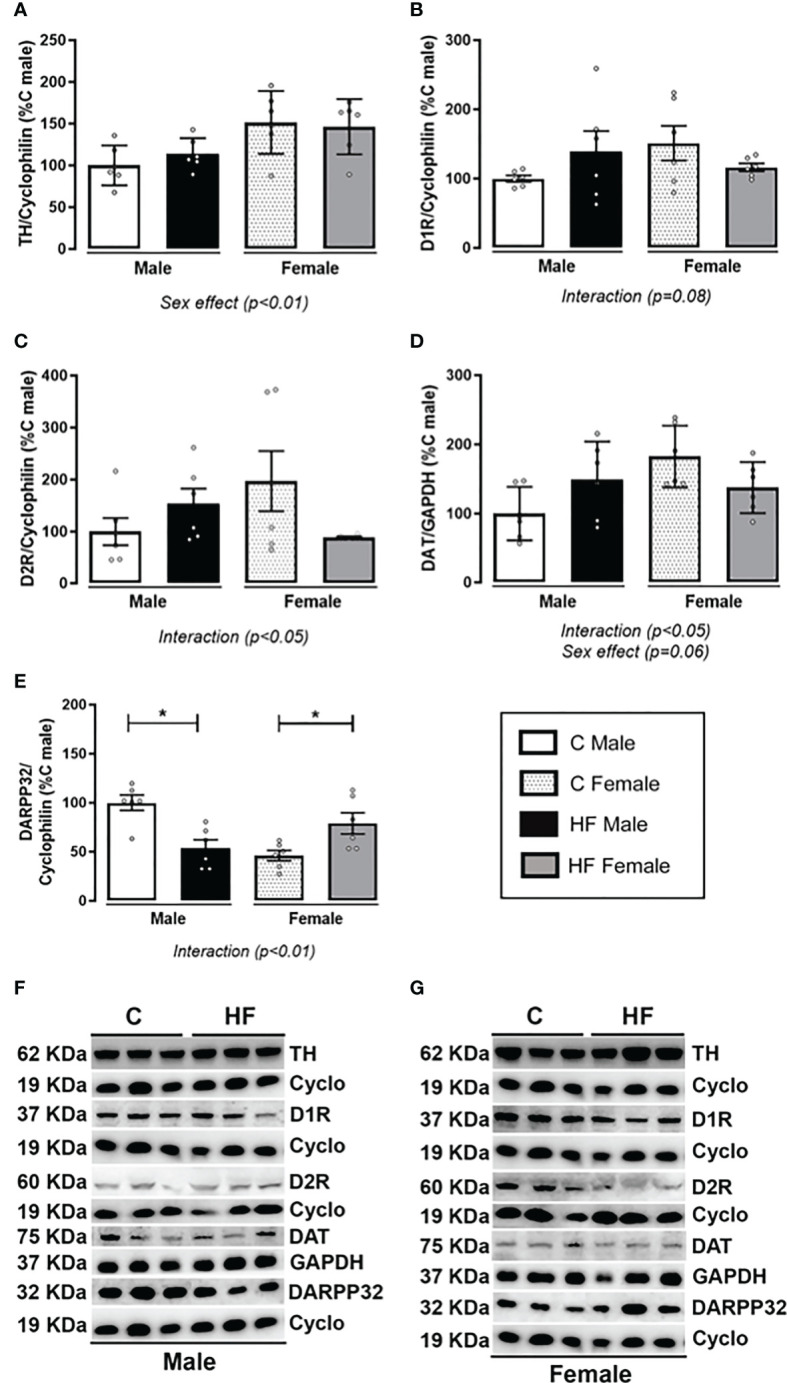 Effect of maternal high-fat (HF) diet on the dopamine signaling in the Nucleus Accumbens (NAc) of weanling offspring. (A) Tyrosine hydroxylase (TH); (B) type-1 dopamine receptor (D1R); (C) type-2 dopamine receptor (D2R); (D) dopamine transporter (DAT); and (E) cAMP-regulated neuronal phosphoprotein-32 kDa (DARPP-32) protein content in the NAc of control (C) and HF male and female offspring at weaning. (F) and (G) show the representative blots. Data are expressed as percentage of control male group (set at 100%) ± standard deviation. Statistically significant differences were determined by two-way ANOVA followed by Bonferroni’s test. *p < 0.05.