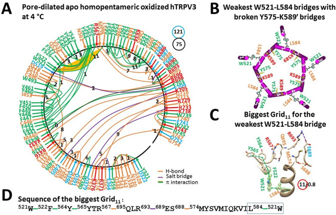 Thermoring structures of pore-dilated and oxidized and pentameric hTRPV3 without THCV at low temperature. (A) The grid-like noncovalently interacting mesh network along the PC-dependent gating pathway of a single subunit of oxidized and pore-dilated hTRPV3 in the absence of THCV and cNW30 at 4 °C (PDB: 9DIJ). Salt bridges, π interactions, and H-bonds between paired amino acid side chains along the PC-dependent gating pathway from K318 to G754 are denoted in purple, green, and orange, respectively. The specific constrained grid sizes necessary to regulate the least-stable noncovalent interactions in the grids are indicated with black numbers. The identified weakest W521-L584 π interaction in the biggest Grid11 is emphasized in orange. The total grid sizes and the total grid size-controlled noncovalent interactions along the PC-dependent gating pathway are displayed in cyan and black circles, respectively. (B) Disrupting D586-T680 bridges coupled the weakest W521-L584 bridges with the broken Y575-K589’ swapping interactions in the pentameric channel for pore dilation. (C) The structure of the biggest Grid11 with an 11-residue size to regulate the wesakest W521-L584 bridge at the S4-S5 linker/VSLD interface. (D) The sequence of the biggest Grid11 to control the weakest W521-L584 π interaction highlighted in the blue box.