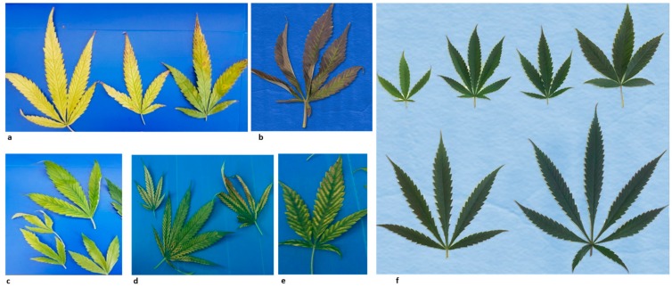 Disease symptoms of lettuce chlorosis virus on old leaves of cannabis plants at the vegetative stage. (a) Yellowing leaves showing necrosis. (b) Purple leaves. (c) Chlorotic leaves. (d) Interveinal yellowing leaves showing necrosis, (e) Interveinal yellowing leaves. (f) Cannabis leaves of uninfected ‘healthy’ leaves.