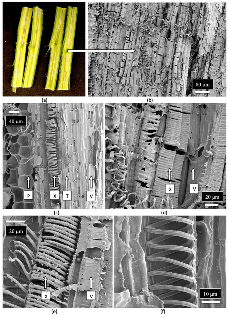 Scanning electron microscopic images of the stem of a cannabis mother plant. (a) The stems were cut in longitudinal sections and were examined for the various tissue types as shown in (b). (c) A closer view of the layers of tissue types from the center of the stem. Moving outwards shows the pith parenchyma cells (P), xylem fibers (X), tracheids (T), and vessel elements (V). (d,e) A close-up view of the xylem fibers (X) and vessel elements (V). (f) A magnified view of the xylem fibers.