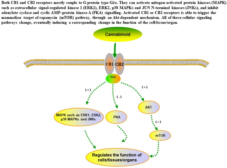 The main signaling pathways of cannabinoid in the in cells.