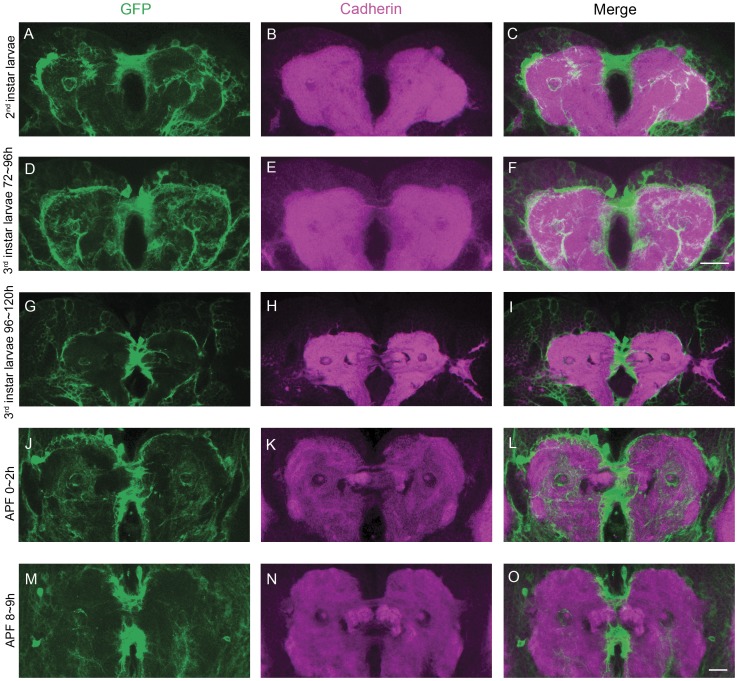 The expression pattern of C767-Gal4 and DN-cadherin signal during FB formation in cbd KS171 mutants.(A–C) 2nd instar larval brain. (D–F) early 3rd instar larval brain. Scale bar in (F) equals 25 µm and applies to (A–F). (G–I) late 3rd instar larval brain. (J–L) pupal brain 0–2 h APF. (M–O) pupal brain 8–9 h APF. Scale bar in (O) equals 25 µm and applies to (G–O).