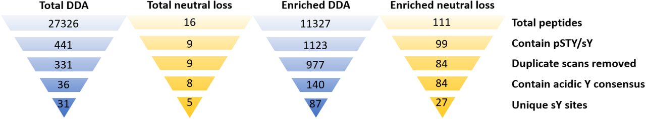 Evaluation of sulfopeptide enrichment and neutral loss triggering data acquisition for sulfopeptide identification.Secretome samples were analysed using either a data-dependent acquisition (DDA) strategy (32% NCE HCD) or the 10% HCD neutral loss triggered strategy for HCD acquisition (32% NCE), with or without enrichment using TiO2/ Zr4+-IMAC enrichment (Figure 6). Listed are the total number of peptides identified, those containing either pSTY or sY before or after removal of duplicate scan PSMs. Peptide lists were subsequently filtered for those where the site of modifications was in an acidic consensus (with D/E at the +1 or -1 position relative to Y), and then for unique sY sites.