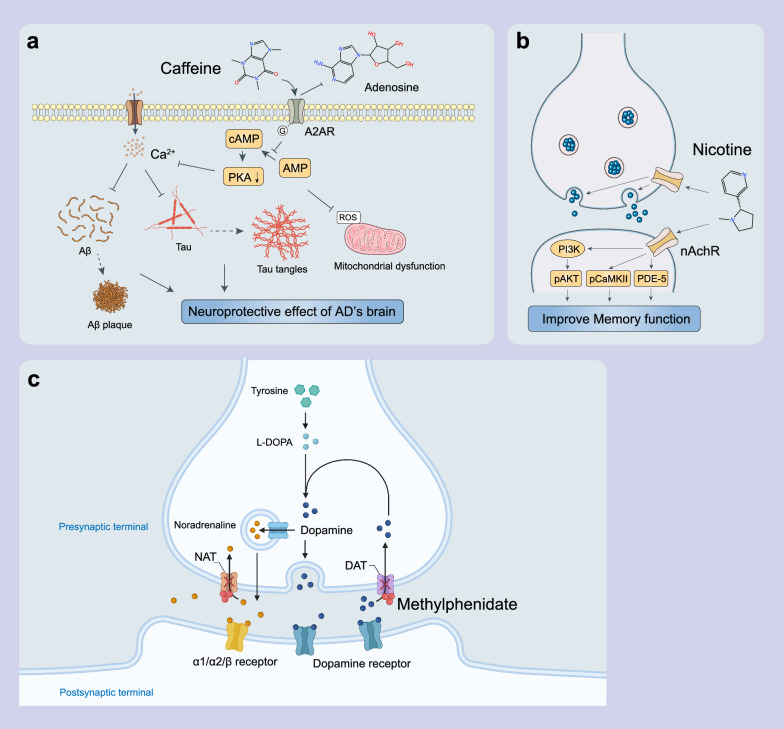 Schematic showing the mechanisms of CNS stimulants. a Caffeine effectively inhibits A2AR activation by competing with adenosine binding sites. This process decreases the conversion rate of AMP to cAMP and the level of PKA. b By activating nAChR and PI3K/Akt signaling pathways, nicotine may improve learning and memory and protect against neurological dysfunction and inflammatory processes caused by Aβ and tau deposition in AD. c Methylphenidate exerts its effects by non-competitively blocking the reuptake of dopamine and noradrenaline through interacting with DAT and NAT, and ultimately increases the levels of these neurotransmitters in the synaptic cleft. Figure 3c was created with BioRender.com/bt9p319