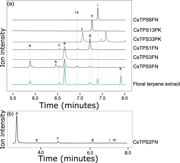 Representative GC-MS traces showing products of CsTPSFN TPS-b subfamily members.Black traces show GC-MS total ion chromatogram from CsTPS assays with GPP. Green trace, dotted line, is a representative terpene profile from a `Finola’ inflorescence. (a) shows representative chromatograms from six TPS and a ‘Finola’ floral extract run on an HP-5 GC column. (b) shows the representative chromatogram from CsTPS2FN run on a DB-Wax GC column. Peaks: a) α-pinene, b) camphene, c) sabinene, d) β-pinene, e) myrcene, f) α-terpinene, g) limonene, h) (Z)- β-ocimene, i) (E)-β-ocimene, j) γ-terpinene, k) terpinolene, l) β -phellandrene, m) isoterpinolene. i.s. = internal standard