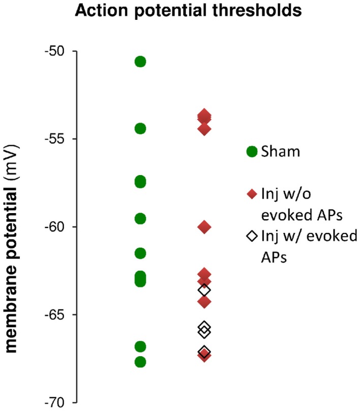 Action potential (AP) thresholds measured by current injection through the whole-cell recording electrode during current clamp recordings in cells from sham and injured animals. The range of action potential thresholds overlapped, and the mean values were not different between cells from sham and injured animals (see also Table 1), indicating no change in pyramidal neuron AP threshold after injury. Note that the injured cells in which stimulus-evoked action potentials could be triggered off the EPSP were those cells for which the AP threshold was near the low end of the AP threshold range, closer to EGABAA (−70.4 mV).