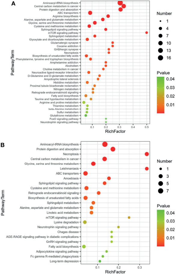 KEGG enrichment of common regulated metabolites (A) Up-regulated metabolites; (B) down-regulated metabolites.