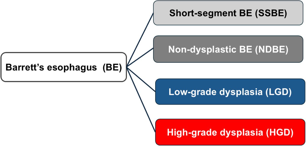 Classification of Barrett’s esophagus phenotypes.