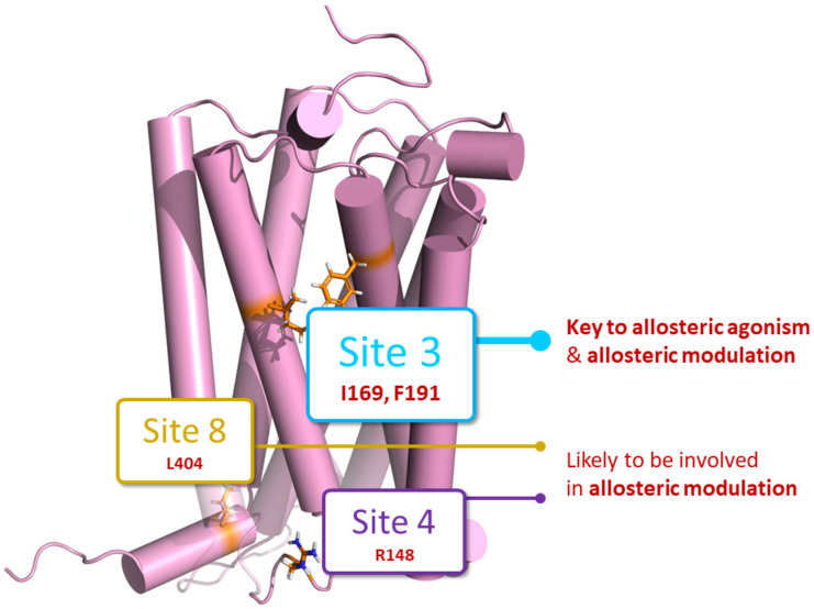 Summary figure showing key binding sites for allosteric agonism and/or allosteric modulation. Site 3 (proposed ZCZ011 binding site, [23]) was found to be crucial for allosteric agonism, as G protein dissociation was abolished at two mutants within this site (I169A2.56 and F191A3.27). Site 3, along with Site 8 (proposed pregnenolone binding site [24]) and Site 4 (proposed GAT228 binding site [22]), were identified as sites likely to be involved in allosteric modulation, as the positive allosteric modulatory ability of ZCZ011 and GAT229 was lost at mutants within these sites.