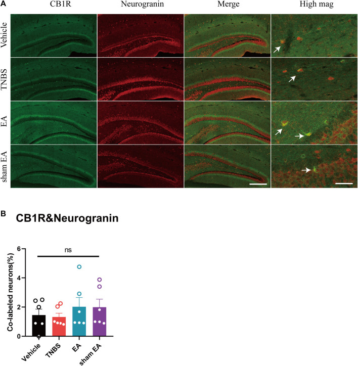 TNBS and EA had no effect on the percentage of CB1R-expressed glutamatergic neurons in the vHPC of IBD mice. (A) Immunofluorescence images showed CB1R (green) co-expressed with neurogranin (a marker of glutamatergic neurons, red) in the vHPC. (B) Percentage of CB1R-expressed neurons co-labeled with neurogranin, which is (CB1R and neurogranin co-labeled neurons /total neurogranin neurons) *100%. Scale bar for merge images, 100 μm. Scale bar for high magnification images (high mag), 20 μm. Ns represents p > 0.05 between marked groups.