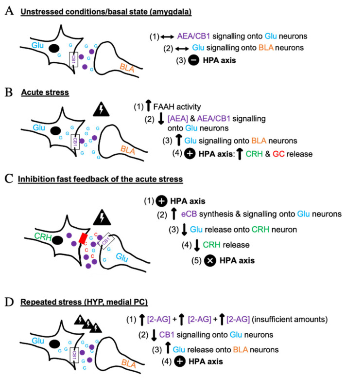Interaction between endocannabinoids, glutamate, and the HPA axis under stressful conditions. This figure summarizes the theory presented by Hill et al. (2010) about the intervention of eCBs, the glutamatergic (Glu) system, glucocorticoids (GC) and the corticotropin-releasing hormone (CRH) in response to different stressful stimuli, the stress response being dependent on glutamatergic neurons and CB1 signaling in murine models. The synapses illustrated occur in the amygdala, hypothalamus (HYP), hippocampus or prefrontal cortex (PC). Symbols show the nature of the effect on the HPA axis, either neutral (−), excitatory (+) or inhibitory (x). (A) The non-stressed condition enables to maintain normal levels of AEA and to stabilize Glu activity onto the basolateral amygdala (BLA) neurons, which does not affect the HPA axis. Under acute stressful situations (B), the HPA is activated to ensure the survival of the organism. In response to stress, fatty acid amide hydrolase (FAAH) activation promotes the hydrolysis of AEA in all brain regions considered, whereas there are unchanged or lower 2-AG levels in the amygdala and in the HYP, respectively. The impaired AEA/CB1 signaling onto Glu synapses in turn induces a higher Glu input onto BLA neurons. A negative fast feedback occurs when there is a hypersecretion of cortisol (C). Biosynthesis of eCBs is then engaged to activate CB1 receptors in Glu terminals, thus diminishing or even suppressing Glu release and further CRH production in a retrograde manner. BLA-GABAergic outflow through eCB signaling can also generate a negative fast feedback in the amygdala. During chronic stress (D), the insufficient increases of 2-AG/CB1 signaling induced by many stressful circumstances downregulates CB1 signaling in the medial PC and the HYP that results in a “hypocannabinoid state”.