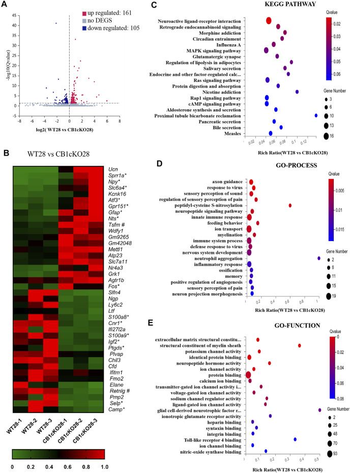Transcriptomic changes and functional analysis of dorsal root ganglion (DRG) in late CB1 knockdown of peripheral sensory neurons (WT28 vs. CB1cKO28). (A) Volcano plot indicated the upregulated and downregulated differentially expressed genes (DEGs) in the late phase of CB1 knockdown. (B) Heatmap of the top 20 upregulated and downregulated DEGs in the late phase of CB1 knockout. *This gene is related to pain. #This gene is related to inflammation. (C–E) Kyoto Encyclopedia of Genes and Genomes (KEGG) (C), Gene Ontology (GO)-biological processes (D), and GO-molecular function (E) enrichment analysis of the DEGs in the late phase of CB1 knockdown.