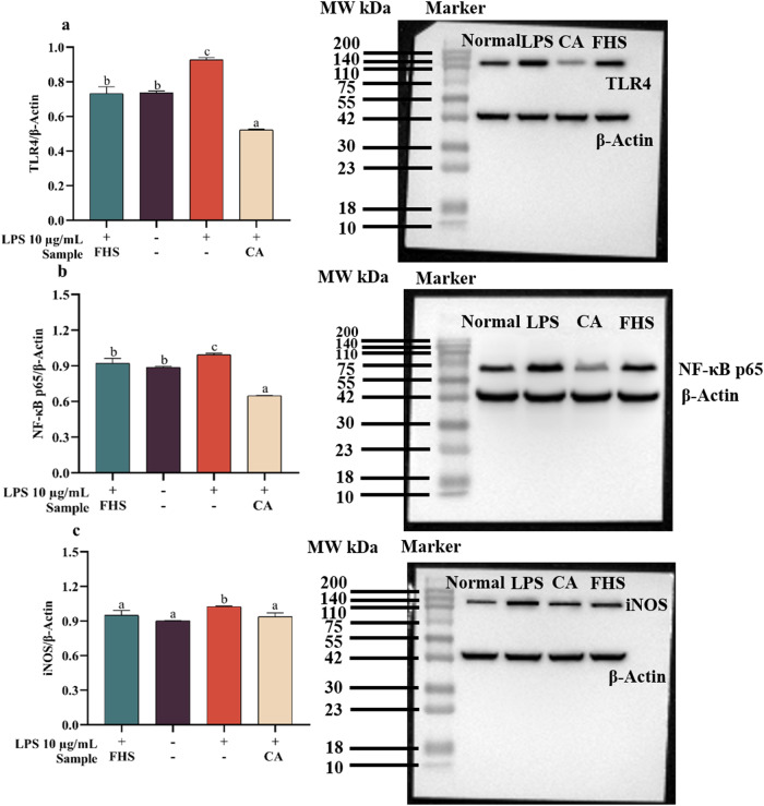 Effect of FHS (L. plantarum fermented hemp seeds) on TLR4/NF-κB signaling pathway in RAW 264.7 cells.a Representative western blots showing changes in the TLR4 expression and the intensities of bands were quantified using Image J software. b NF-κB p65 levels. c iNOS levels. In these figures, CA represents corticosterone acetate. All data are presented as the mean ± SD (n = 2). Different lowercase letters represent a significant difference (p < 0.05).