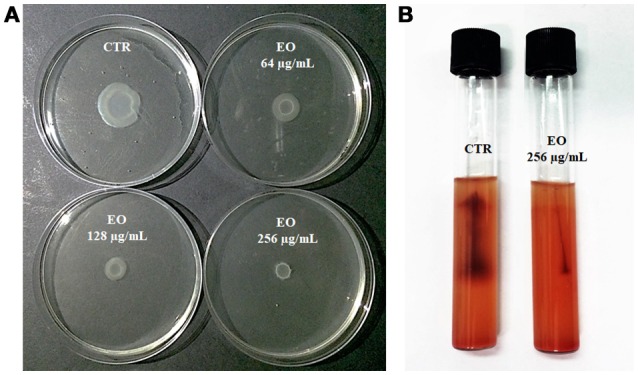 Motility of L. monocytogenes strain #80466 in presence of the C. sativa EO. (A) Soft agar motility assay; (B) Umbrella motility test. CTR, control (L. monocytogenes strain grown in the absence of EO).
