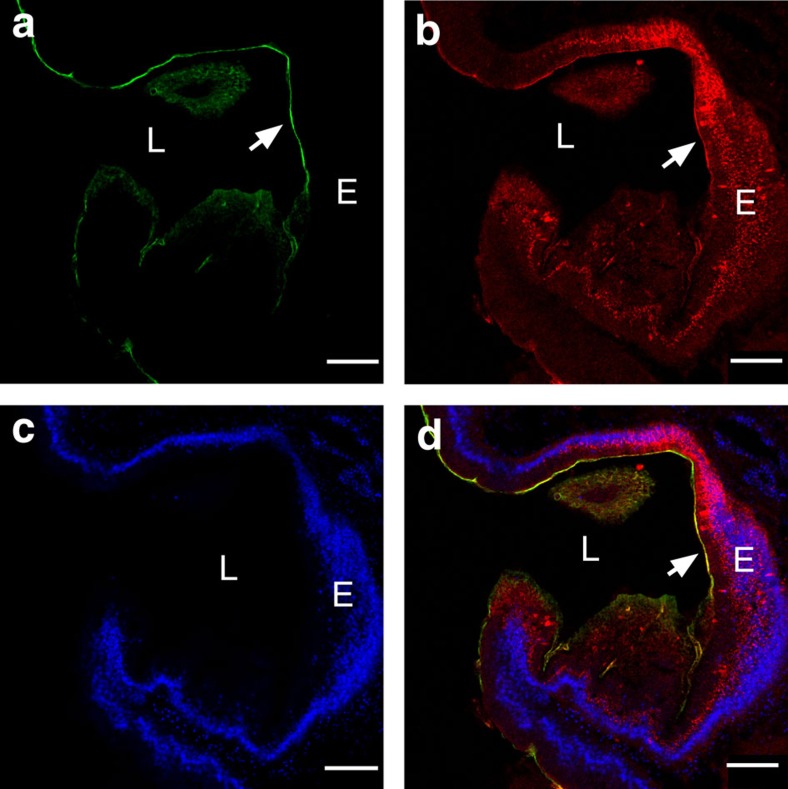 VCBP-C colocalizes with chitin-rich mucus at the surface of the stomach epithelium near the midgut and is visualized with confocal microscopy.(a) Chitin staining (arrow) detected by Fc-CBD-C DyLight 488 (green), (b) VCBP-C staining (arrow) detected by Alexa Fluor 594 (red) at the surface mucus as well as within granules of the epithelium, (c) Hoechst staining of DNA and (d) merged (arrow; overlay indicated in yellow). Staining with isotype and secondary antibody controls at varying concentrations was negative. Scale bars, 50 μm. E, epithelium; L, lumen.
