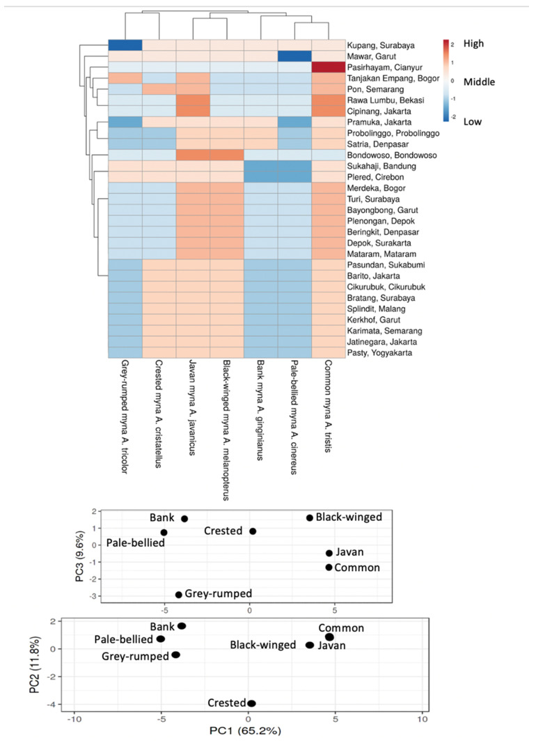 Top: Hotspot analysis for invasive non-native mynas in trade in Java, Bali and Lombok, Indonesia; the values are relative with red indicating the highest values and pale blue the lowest. The cladograms at the top represent the clustering of species whereas the cladogram on the left indicates the clustering of animal markets. Below: Results of the principal components analysis.