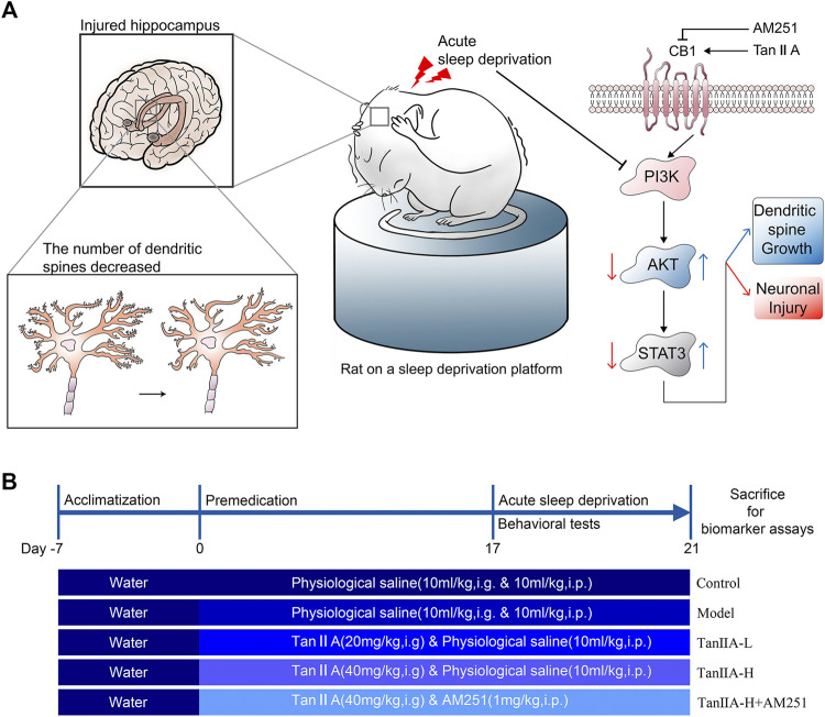 Signaling pathway prediction and experimental flow. (A) Sleep deprivation inhibited PI3K/AKT/STAT3 signaling pathway, caused hippocampal damage and reduced neuronal dendritic spine density in rats; Tanshinone IIA may activate PI3K/AKT/STAT3 signaling pathway through cannabinoid receptor 1, protect rat hippocampal neurons and inhibit the damage caused by sleep deprivation. (B) Experimental procedure and drug administration method.