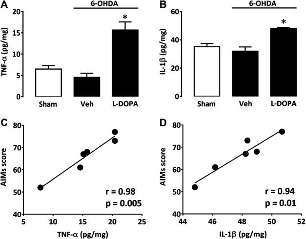 Cytokine levels in the dorsal striatum of L-DOPA dyskinetic mice. (A) TNF-α levels in sham-operated (21 days) and 6-OHDA-treated mice (42 days) receiving or not L-DOPA. (B) IL1-β levels in sham-operated (21 days) and 6-OHDA-treated mice (42 days) receiving or not L-DOPA. *p < 0.05 vs. sham, n = 6; One-way ANOVA followed by Bonferroni test. (C) Correlation between TNF-α values and abnormal involuntary movements scores in mice treated with L-DOPA. (D) Correlation between IL1-β values and abnormal involuntary movements scores in mice treated with L-DOPA. In (C) and (D) filled circles represent data values from individual animals. Spearman’s correlation coefficient and p-values are presented for each cytokine in the figure above.
