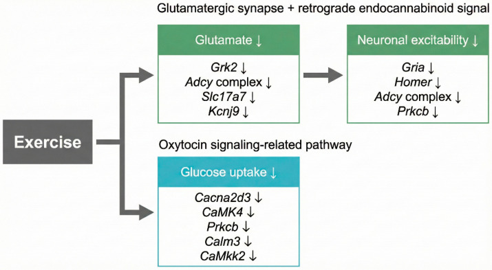Hypothetical model integrating glutamatergic synapse, retrograde endocannabinoid signaling, and oxytocin signaling pathway based on KEGG pathway annotations and STRING interaction analysis.