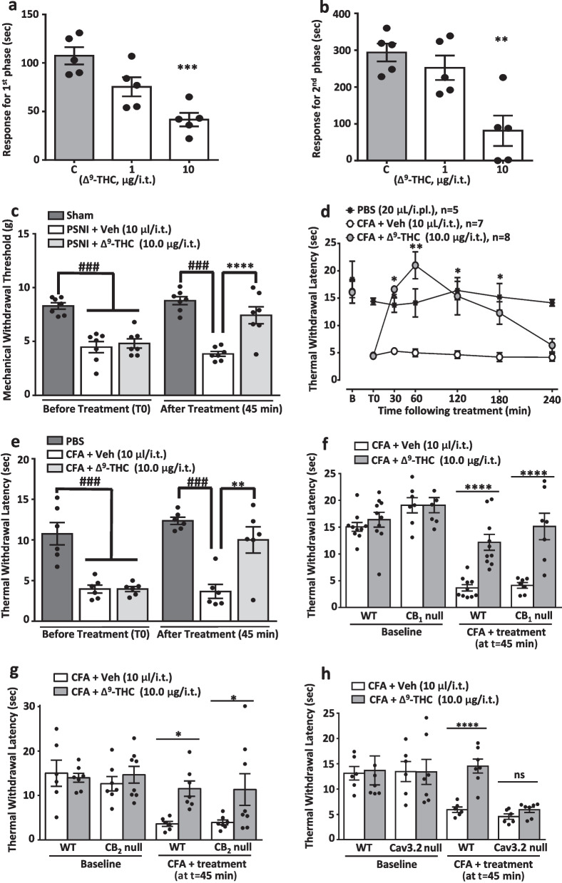 Δ9-THC produces spinal analgesia in mice that is Cav3.2 channel-dependent. Dose response action of Δ9-THC (delivered 20 min before formalin) in the a first and b second phases of the formalin test. Each bar represents the mean of 5 animals, error bars denote S.E.M. Data are representative of 2 independent sets of experiments. Statistical analyses were performed by two-way ANOVA followed by Tukey's test. Asterisks denote a significant difference, **P < 0.01 and ***P < 0.001 when compared with the control groups. c Mechanical threshold of PSNI mice 45 min after treatment with Δ9-THC (10 ug/i.t.). Bars represent the mean of 7 animals, error bars denote S.E.M. Data are representative of 2 independent sets of experiments. Two-way ANOVA followed by Tukey's test revealed significance, ###P < 0.001 and ****P < 0.0001 when compared with the control groups. d Time-course of the effect of Δ9-THC (10 μg/i.t.) on thermal withdrawal latencies of CFA-injected male mice. e Effect on CFA-treated female mice when evaluated 45 min following treatment. In d and e, error bars are S.E.M. Data are representative of 2 independent sets of experiments Two-way ANOVA followed by Tukey's test revealed statistical differences, *P < 0.05 **P < 0.01 or ***P < 0.001 when the CFA + treated group is compared with the CFA + vehicle control group, and ###P < 0.001 when the PBS group is compared with the control groups. f, g Comparison of the effect of 10 μg/i.t. Δ9-THC on CFA-injected wild type and f CB1, g CB2, and h Cav3.2 knockout mice. Each bar represents the mean of 6–10 mice, error bars are S.E.M. Data are representative of 2 independent sets of experiments. Two-way ANOVA followed by Tukey's test revealed statistical differences, *P < 0.05 or ****P < 0.0001 when compared with the control group