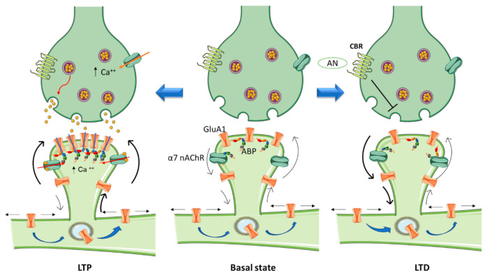 Schematic diagram highlighting the role of nanoscale sub-compartmentalization of the dendritic spine in synaptic plasticity. The “basal” state can be depicted as a homeostatic equilibrium between synthesis, lateral diffusion, internalization, degradation, and recycling of neurotransmitter receptors at the dendritic spine. Activation of α7 nicotinic acetylcholine receptor (α7 nAChR) in the hippocampus by agonist on postsynaptic sites promotes LTP (left) by depolarizing the spine which induces glutamatergic GluA1 receptors to cluster at the PSD. This incorporation of GluA1 receptor molecules further contributes to calcium entry, thus strengthening synaptic transmission. The opposite phenomenon (LTD, right) is induced by activation of presynaptic cannabinoid receptors (CBRs): neurotransmitter release is inhibited, thereby weakening synaptic transmission, and GluA1 receptors are depopulated from the PSD. ABP: actin binding proteins; AN: anandamine.