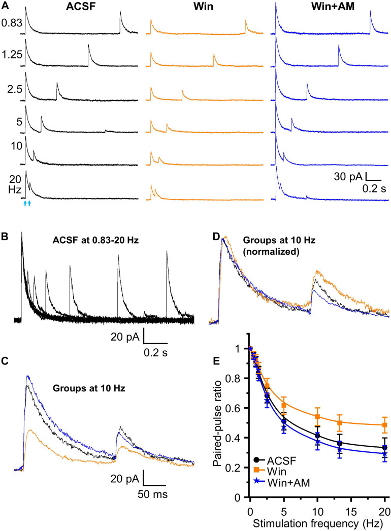 Endocannabinoids modulate short term plasticity of HDB GABAergic inputs to granule cells. (A) Representative traces of initiated IPSCs by paired-pulse optical stimulation at frequencies of 0.83 to 20 Hz in ASCF, Win (Win 55,212-2, 5 μM) and Win + AM (AM 251, 5 μM). (B) Superimposed traces in ACSF at different frequencies showing short-term depression in the peak amplitude of test IPSCs with increase of frequencies from 0.83 to 20 Hz in ACSF. (C) Superimposed representative traces in ACSF (black), Win (orange) and Win + AM (blue) at 10 Hz. (D) Representative traces of control IPSC in Win and Win + AM at 10 Hz normalized to ACSF showing relative changes in test (second) stimulus IPSC peak amplitudes. (E) Group data showing PPR decreases with increase of stimulation frequencies from 0 to 20 Hz (0, 0.5, 0.83, 1.25, 2.5, 5, 10, 13.3, 20 Hz) in ACSF, Win and Win + AM. Activation of CB1 receptor increases PPR. Blocking of CB1 receptor reversed Win 55,212-2-induced increase of PPR and caused a further decrease of PPR from ACSF. N = 6.