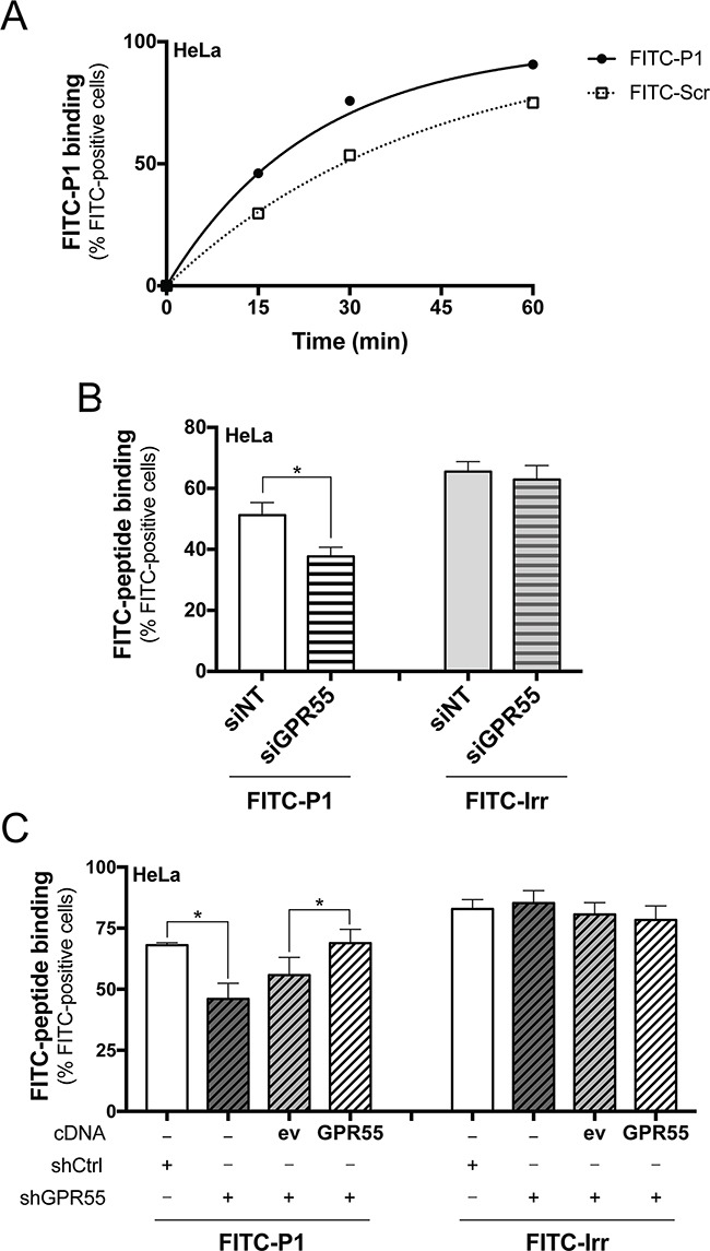 FITC-peptide-P1 binding to GPR55 in Hela cellsA. Representative time-course of binding of FITC-P1 (40 μg/ml; 26.8 μM) and scrambled peptide (FITC-Scr, 40 μg/ml) to wild-type HeLa cells (150,000/6-well plate) at 37°C, with subsequent FACS quantification of cell-associated FITC fluorescence. Apparent Kd extrapolated was 20 μM. Peptide binding evaluated in subsequent FACS analysis of cell-associated FITC-fluorescence is shown, quantified as percentages of FITC-positive cells, and is representative of three independent experiments. B. FITC-P1 (40 μg/ml) or FITC-labeled irrelevant peptide (FITC-Irr, 40 μg/ml) were 1 h-incubated at 37°C with HeLa cells interfered with non-targeting (siNT), or with GPR55 siRNAs (siGPR55); peptide binding was subsequently evaluated by FACS analysis of cell-associated FITC fluorescence. Data are means ±SEM of four independent experiments. C. FITC-P1 (40 μg/ml) or FITC-Irr (40 μg/ml) were 1 h-incubated at 37°C with shCtrl, or shGPR55 without (−) or with empty-vector (ev), or HA-GPR55 transfection (GPR55); peptide binding was subsequently evaluated by FACS analysis of cell-associated FITC fluorescence. Data are means ±SEM of three independent experiments. *p <0.01 (Student's t tests).