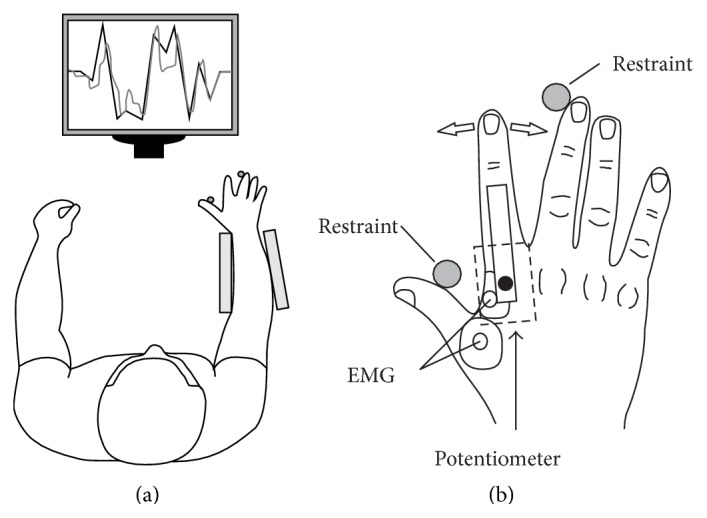 Experimental apparatus for the visuomotor tracking task. (a) Subjects were instructed to match their index finger metacarpophalangeal (MCP) joint angle with a moving target displayed on a computer screen. The target moved across the screen while making unpredictable upward and downward movements. Abduction of the finger moved the feedback line downward while adduction moved the feedback line upward. The maximum MCP joint angle movement was ±10° from neutral. (b) Medial-lateral movement of the index finger was recorded with a potentiometer. The axis of rotation of the potentiometer was positioned over the MCP joint. Muscle activity was also recorded from the first dorsal interosseous muscle using surface EMG.