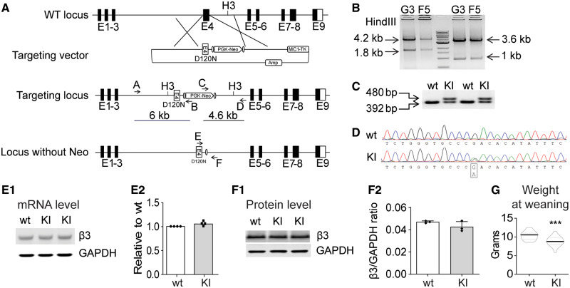 Creation of the Gabrb3+/D120N KI mouse. (A) Scheme for targeted KI of the Gabrb3 locus. A vector was constructed to replace Gabrb3 Exon 4 genomic DNA with an Exon 4 containing the G358A mutation and the positive selection cassette (PGK-Neo). (B) Long-range PCR was used to identify the correctly targeted clones, G3 and F5. The 6- and 4.6-kb fragments were amplified from correctly targeted clones using primers A/B and C/D, respectively. The PCR fragments were digested with the HindIII restriction enzyme (to generate the predicted 4.2- and 1.8-kb fragments for the 5′ end and 3.6- and 1-kb fragments for the 3′ end) to further confirm correct homologous recombination. (C) The KI mice were genotyped. PCR amplified a 392-bp fragment from the wild type β3 subunit allele and a 480-bp fragment from the β3 subunit KI allele due to the insertion of FRT sequences and other modifications. (D) Sequencing chromatogram of RT-PCR derived from total brain RNA showed the presence of the G358A mutation and corresponding equal level of wild type and mutant nucleotide expression. (E1) Semi-quantitative RT-PCR showed that the KI allele did not affect Gabrb3 gene expression, using GAPDH as a loading control. (E2) Band intensities of the RT-PCR products were first normalized to GAPDH for quantification and then to wild type levels. (F1) Immunoblotting showed equal β3 subunit expression in KI and wild type littermate mouse brain whole-cell lysates. GAPDH served as a loading control. (F2) Protein levels were normalized first to internal GAPDH and then to wild type levels. (G) The body weight of KI and their littermate mice at weaning were plotted (n = 22 wild type, 18 KI). GAPDH: glyceraldehyde 3-phosphate dehydrogenase; RT-PCR: reverse transcriptase PCR.