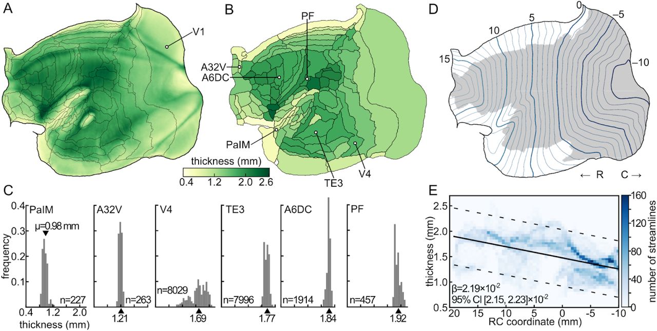 Cortical thickness.A: Map of the cortical thickness projected onto a flattened representation of the cortex. B: Mean cortical thickness of 116 cytoarchitectural areas of the marmoset brain. C: Distribution of the cortical thickness within six selected areas indicated in panel B. The n value denotes the number of streamlines selected for a particular cortical area while the black triangles indicate the average thickness as presented on panel B. D: Rostrocaudal stereotactic coordinates of the mid-thickness surface of the cortex projected onto the flatmap. The thick lines are plotted every 5 mm while the thin lines every millimeter. The gray shading indicates the combined extent of the isocortical areas that were used to characterize rostrocaudal gradient of cortical thickness (panel E); these were selected to maintain compatibility with previous studies (Cahalane et al., 2012; Atapour et al., 2019). E: Two-dimensional histogram of the cortical thickness and the rostrocaudal coordinate illustrating the gradient of cortical thickness along the rostrocaudal direction. The color of each bin represents the number of streamlines in a window of 0.05 mm (thickness) × 0.5 mm (rostrocaudal distance). The thick black line corresponds to the linear regression (F1.30381=1.15×104, p<10−4, β=2.19×10−2, 95% CI [2.151, 2.231]×10−2) of the cortical thickness against the rostrocaudal coordinate while the dashed lines indicate the 95% prediction interval.