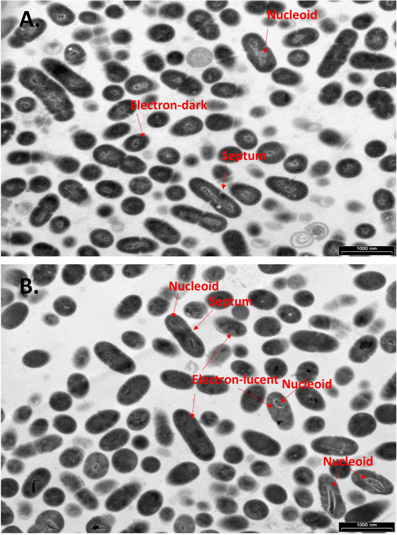 CBG alters the morphology of S. mutans. (A,B) Panoramic TEM images (x9700) of control (A) and 4 h CBG (10 μg/ml)-treated (B) bacteria. The arrows point to the nucleoids, the electron-dense and electron-lucent areas, and the invagination septum in control and CBG-treated S. mutans.