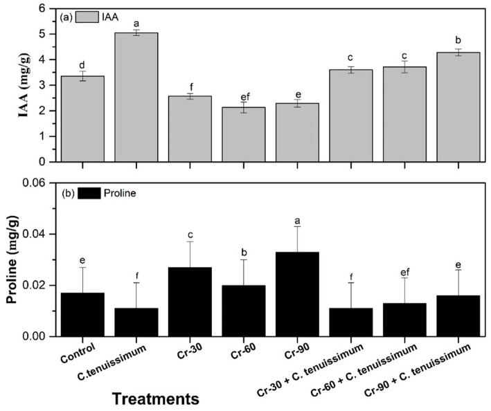 Bar chart with two panels. Panel (a) shows Indole-3-acetic acid (IAA) levels in milligrams per gram for different treatments. The highest IAA level is under "Cr-30" followed by "Cr-90". Panel (b) shows Proline levels, also in milligrams per gram, with the highest level for "Cr-90". Treatments include Control, C. tenuissimum, and various chromium (Cr) concentrations combined with C. tenuissimum. Error bars indicate variability, and letters above the bars represent statistical groupings.
