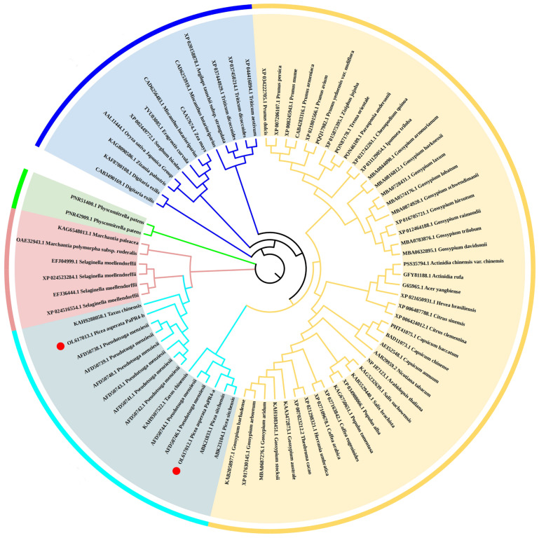 Phylogenetic tree of PR4 proteins constructed using the adjacency method. The monocotyledons, dicotyledons, gymnosperms, ferns and bryophytes are indicated in blue, yellow, cyan, pink and green, respectively. PaPR4-a and PaPR4-b are indicated as ●.