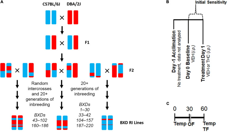 Experimental Overview. (A) Overview of the generation of the BXD RI population. This family of strains has been derived at several points in time from both F2 and advanced intercrosses and there are now ∼150 strains available. (B) Description of daily treatment regime. Initial sensitivity is measured by subtracting Day 1 trait values from those of Day 0 for each individual. (C) Timing of daily trait measurements for body temperature (Temp), time mobile in the open field (OF), and latency to withdrawal the tail in response to a thermal stimulus (TF) are shown as minutes post-injection.