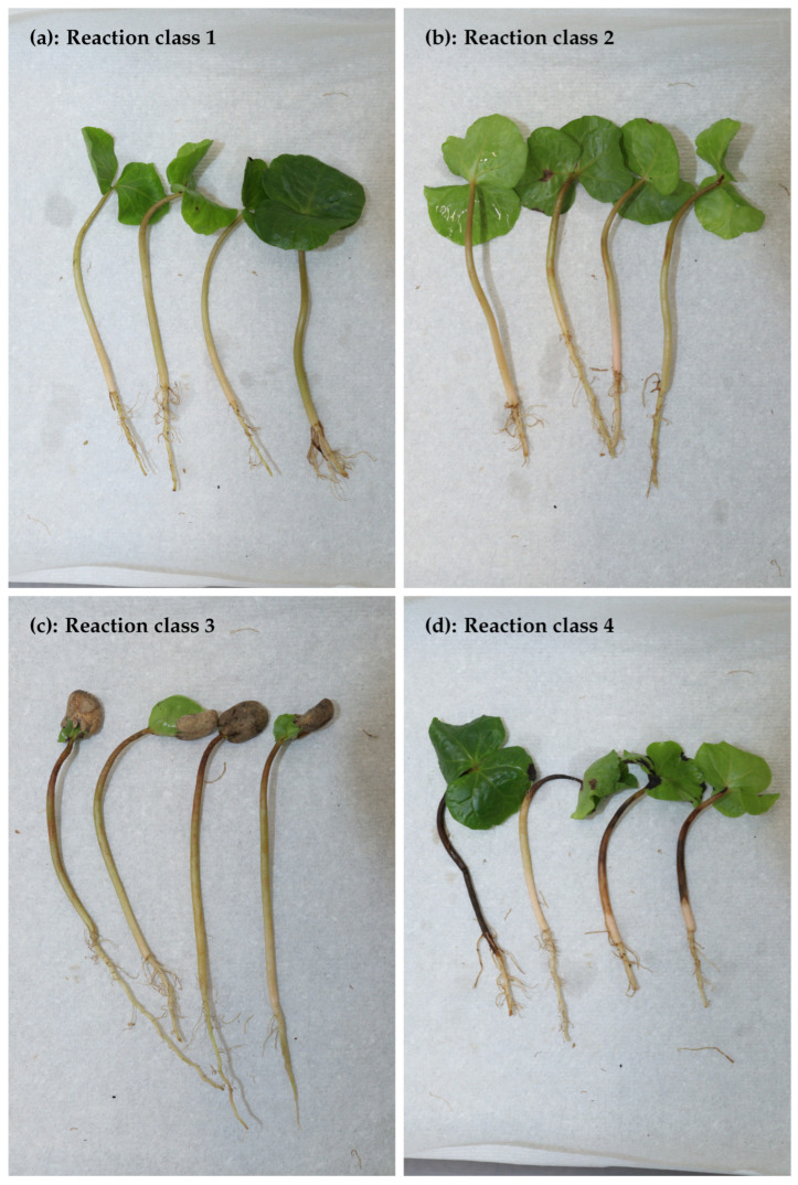 Reaction classes of C. arabica genotypes, 28 days post-inoculation with C. kahawae isolates, evaluated using the van der Graaff scale [39]. (a) Reaction class 1, development of small narrow brown lesions up to 0.5 mm wide. (b) Reaction class 2, development of brown lesions that exceed 0.5 mm, along with coalescence of lesions (c) Reaction class 3, large brown coalescent lesions (d) Reaction class 4, black lesions that surround the stem (necrotrophic phase). Death of the upper part of the hypocotyl.