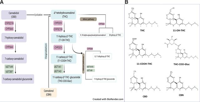 Major metabolic pathways and metabolic structures of cannabinoids. (A) Metabolic pathways for THC and CBD. (B) Structure of cannabinoids and major THC metabolites.
