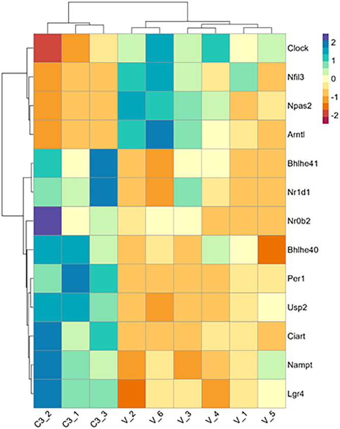 Heatmap of Circadian Rhythm Genes from Functional Enrichment Analysis. Functional enrichment analysis was carried out using g:Profiler (version e109_eg56_p17_1d3191d) with a g:SCS threshold of 0.05. Across the GO:BP, GO:CC, and KEGG circadian rhythm related terms we found 13 unique genes. The heatmap was created using the log2 normalized CPM values for all genes (rows) and samples (columns). Values were centered and scaled across rows for comparison, and clustered using Ward’s clustering algorithm.