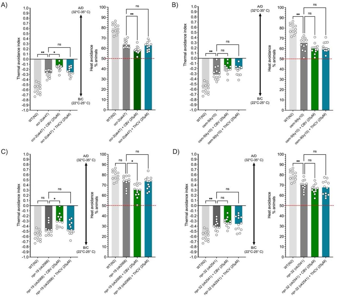 Identification of vanilloid receptor orthologs involved in CBV- and THCV-induced antinociceptive effects. Data points represent individual values with medians indicated, derived from at least 12 independent experiments per group. Tested mutants included ocr-2 (A), osm-9 (B), npr-19 (C), and npr-32 (D). CBV’s antinociceptive effects appear to be mediated by the vanilloid receptor OSM-9 and the cannabinoid receptor NPR-32. THCV’s antinociceptive effects may involve OCR-2, OSM-9, NPR-19, and NPR-32, implicating both vanilloid and cannabinoid receptor pathways. ****p < 0.0001, *** p < 0.001, ** p < 0,01, * p < 0.05 (non-parametric Kruskal-Wallis analysis followed by Dunn’s multiple comparisons test).