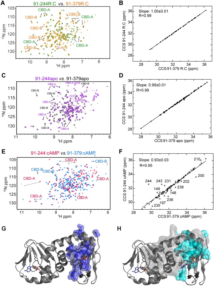 Probing CBD-A/B interactions in apo, C-bound, and cAMP2-bound RIα (91–379) through CBD-B deletion. (A) Overlay of the HN-TROSY spectra of C-bound RIα (91–379) and RIα (91–244), in which CBD-B is deleted. (B) Correlation between the combined chemical shifts (CCS) of C-bound RIα (91–379) and RIα (91–244). (C, D) As in panels (A, B), but for the apo forms of RIα (91–379) and RIα (91–244). (E, F) As in panels (A, B), but for the cAMP2-bound form of RIα (91–379) and the cAMP-bound form of RIα (91–244). Color codes for panels A, C, and E are indicated in the figure and representative CBD-A and -B cross-peaks are labeled. (G) Map of above-average RIα (91–379):cAMP2 versus RIα (91–244):cAMP CCS differences for residues <226 (blue spheres) onto the structure of RIα (91–379):cAMP2 (PDB Code: 1RGS). (H) Cyan spheres represent CBD-A residues experiencing solvent accessible surface area (SASA) changes upon deletion of residues 226–379, which are highlighted with a grey surface. This SASA map was built using the same structure as in panel (G).