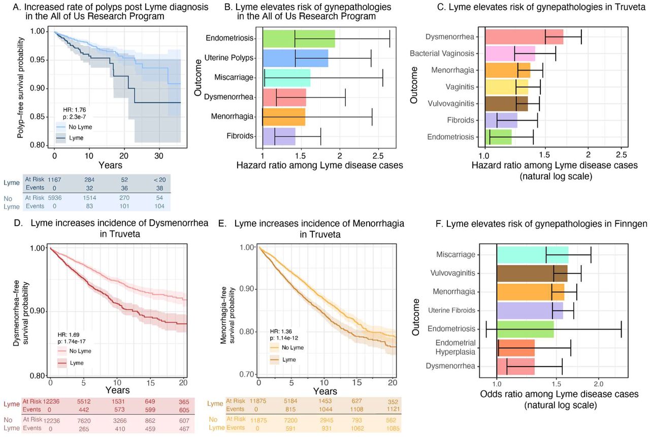 Human epidemiological evidence of gynecological pathologies.A. Uterine polyps are increased in incidence following Lyme diagnosis in the All of Us Research Program. Additional disease outcomes are presented in the Supplementary Material. B. Incidence of numerous gynecological pathologies, including endometriosis, uterine polyps, miscarriage, and dysmenorrhea, are significantly increased following diagnosis with LD. C. The association of gynecological pathology outcomes with LD is elevated in an independent replication cohort, Truveta. D. Kaplan-Meier curve showing survival time varies in an LD-dependent fashion and that LD elevates risk of Dysmenorrhea. E. Kaplan-Meier curve showing survival time varies in an LD-dependent fashion and that LD elevates risk of menorrhagia. F. The odds ratio of gynecological pathology outcomes is elevated among individuals with LD in an independent replication cohort, Finngen.