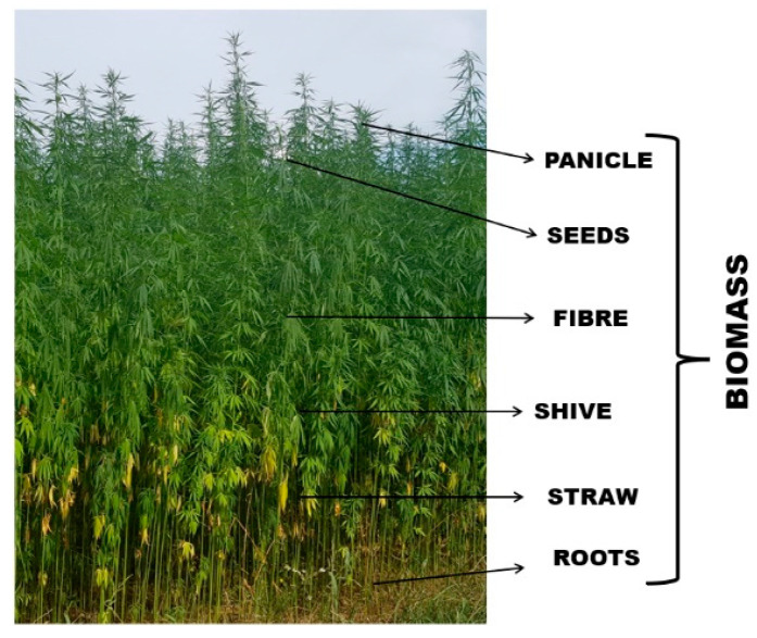 The hemp plant, variety Bialobrzeskie.