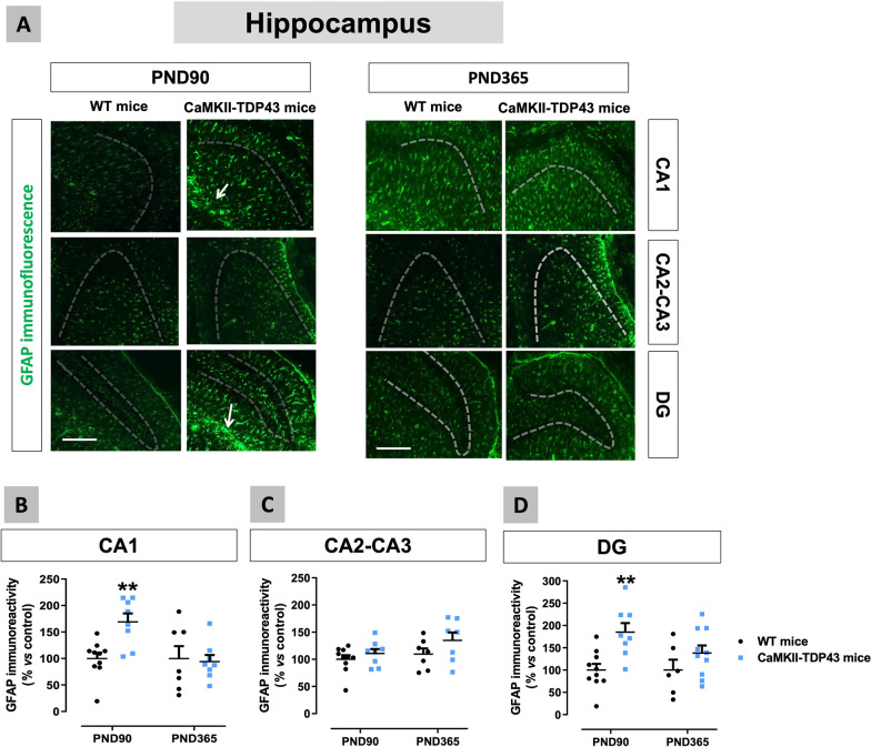 Data of GFAP immunofluorescence (panels A–D) in the hippocampus (CA1 and CA2–CA3 subfields, and dentate gyrus) of FTD and wildtype male mice at two different ages (PND90 and PND365), including representative microphotographs (panel A) for each genotype and the two ages investigated (scale bar = 50 μm) in which dotted lines and arrows indicate the position of the granular layer where the neuronal cell bodies and the glial scar are located. Details in the text. Data were expressed as means ± SEM and were analysed by two-way analysis of variance followed by the Bonferroni test (**p < 0.01 versus the corresponding wildtype mice)