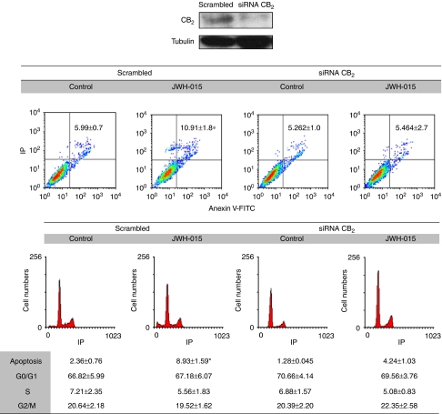 CB2 is involved in the anti-proliferative effect of JWH-015 in PC-3 cells. Cells were transfected with CB2-specific small interfering RNA (siRNA) or with control scrambled RNA for 48 h and then treated with 10 μM JWH-015 for an additional 48 h. Cell apoptosis or cell cycle was assayed by flow cytometry. A representative plot is shown. Data are the mean±s.e. of two different experiments performed in duplicate. *P<0.05 using Student's t-test for the comparison between control and JWH-015-treated cells. Upper panel, western blot for CB2 in control (scrambled) and CB2 siRNA-transfected cells.
